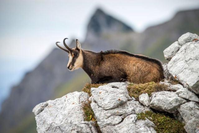 Le Refuge Du Poete Lägenhet Saint-François-de-Sales Exteriör bild